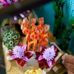 10366-LEGO-Icons-aquario-tropical -7-